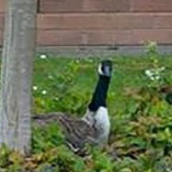 Meet your Posher, Uliana - Picture 1 of 1